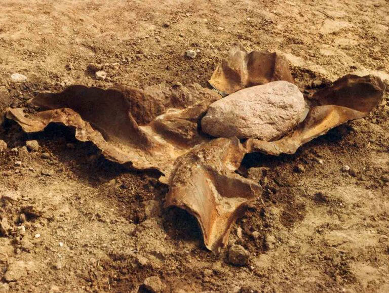 Robert Sobocinski, Earth, 1986, bronze, 200x130x30 cm